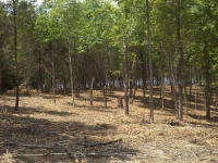 Massie Contracting Land Clearing Central Virginia